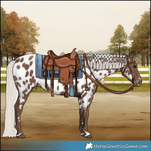 Horse Color:Silver Black Near Leopard 