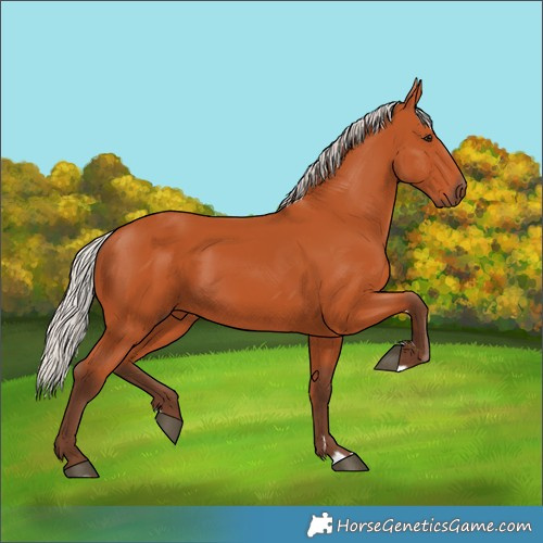 Horse Color:Silver Bay Rabicano 