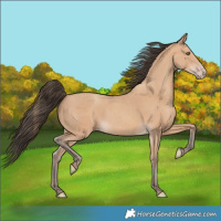 Horse Color:Amber Champagne