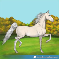 Horse Color:Silver Perlino 