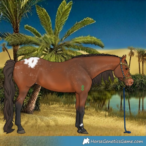 Horse Color:Bay Appaloosa 