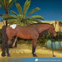 Horse Color:Bay Blanket