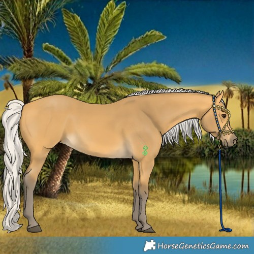 Horse Color:Silver Buckskin 