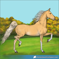 Horse Color:Palomino Tobiano 