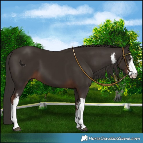 Horse Color:White Spotted Liver Chestnut 