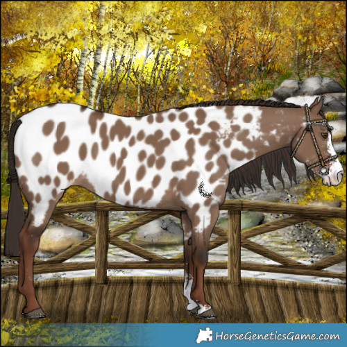 Horse Color:Liver Red Dun Sabino Near Leopard