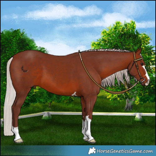 Horse Color:Chocolate Silver Brown 