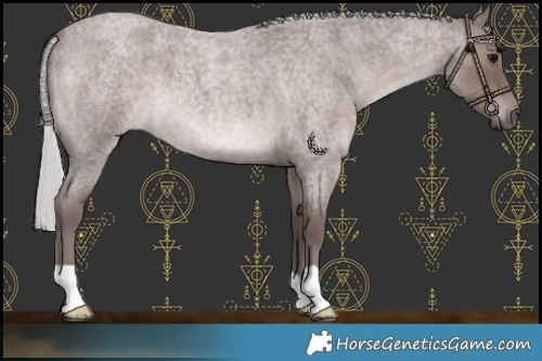 Horse Color:Platinum Silver Blue Roan 