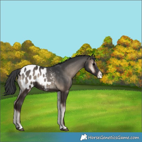 Horse Color:Blue Onyx Appaloosa