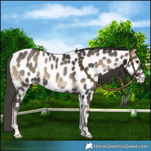 Horse Color:Smoky Blue Onyx Near Leopard 