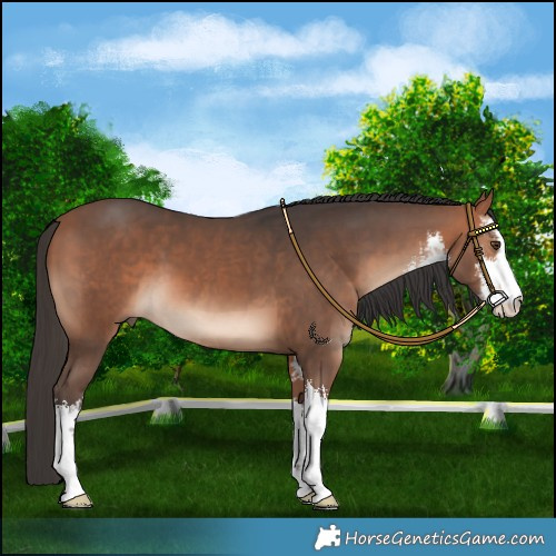 Horse Color:White Spotted Bay Mushroom