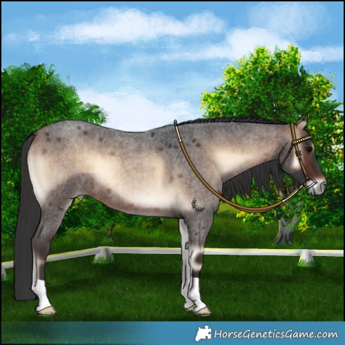Horse Color:Bay Roan Onyx 