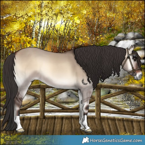 Horse Color:Bay Onyx