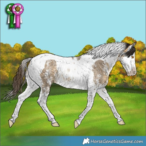 Horse Color:Buckskin Dun Sabino Splash Tobiano Rabicano
