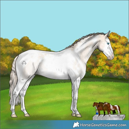 Horse Color:White Spotted Perlino Dun Splash Tobiano Rabicano