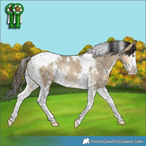 Horse Color:White Spotted Buckskin Dun Splash Tobiano