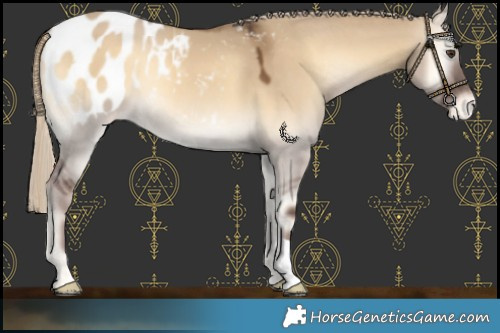Horse Color:Chocolate Palomino Onyx Appaloosa