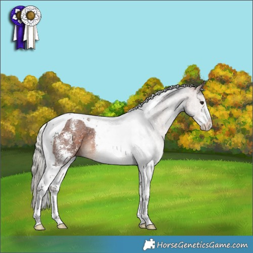 Horse Color:Silver Bay Sabino Tobiano