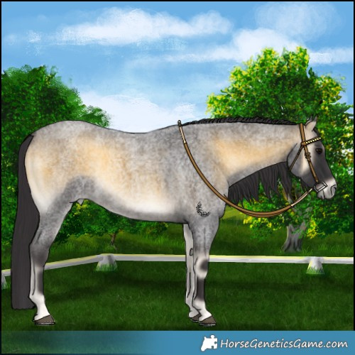 Horse Color:Buckskin Roan Onyx 