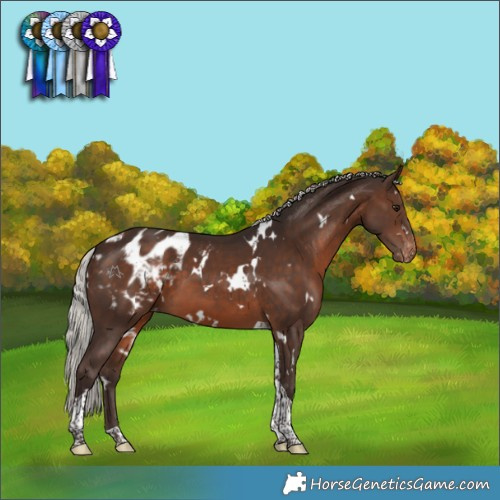 Horse Color:White Spotted Silver Brown Tobiano Appaloosa 
