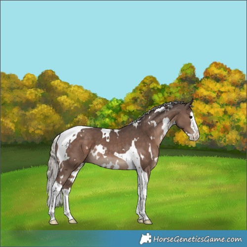 Horse Color:White Spotted Silver Black Splash Tobiano 