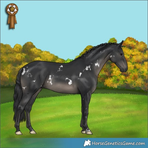 Horse Color:White Spotted Black Rabicano