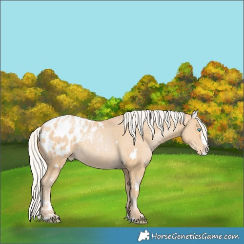 Horse Color:White Spotted Silver Smoky Black Pearl Splash Blanket