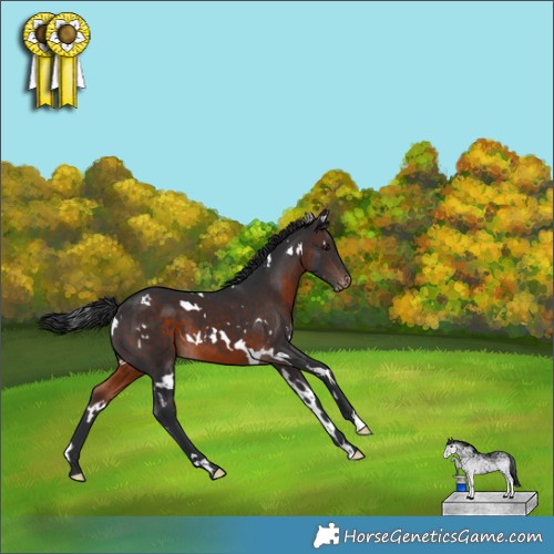 Horse Color:White Spotted Brown Appaloosa 