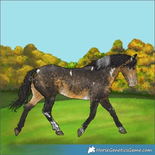 Horse Color:White Spotted Buckskin Tobiano Appaloosa Rabicano
