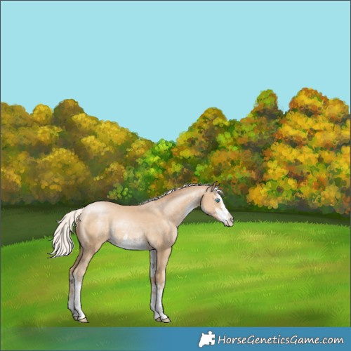 Horse Color:White Spotted Silver Smoky Black Pearl Splash Appaloosa