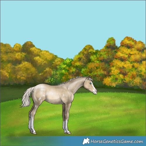 Horse Color:White Spotted Silver Smoky Black Pearl Splash Appaloosa 