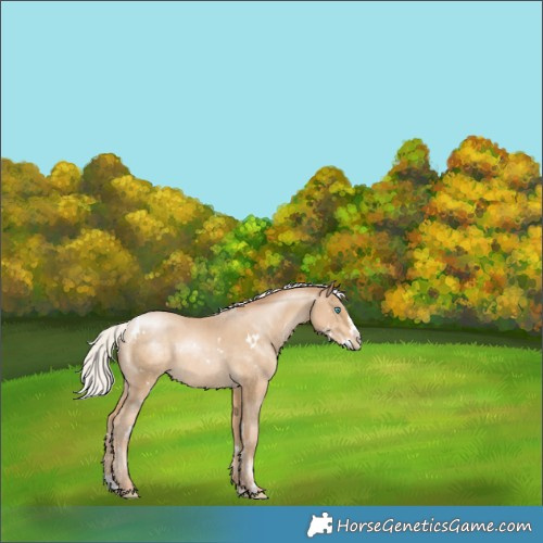 Horse Color:White Spotted Silver Smoky Black Pearl Splash Appaloosa 