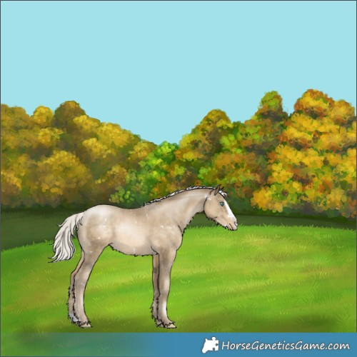 Horse Color:White Spotted Silver Smoky Black Pearl Splash Appaloosa 