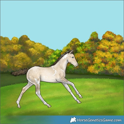 Horse Color:White Spotted Buckskin Pearl Dun Tobiano 