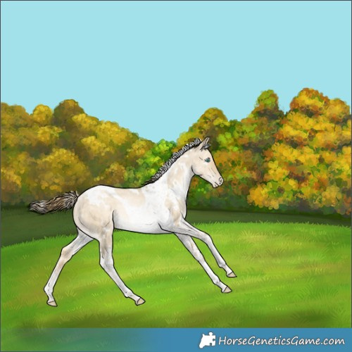 Horse Color:White Spotted Buckskin Pearl Dun Tobiano 