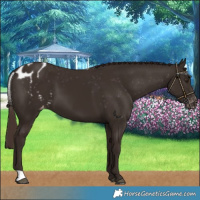 Horse Color:Liver Chestnut Skewed LP Spotted 