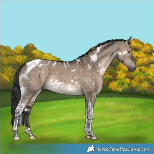 Horse Color:White Spotted Brown Dun Tobiano 