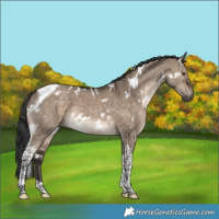 Horse Color:White Spotted Brown Dun Tobiano