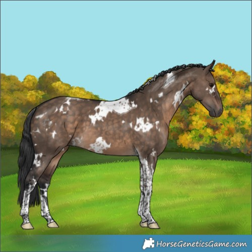Horse Color:White Spotted Brown Dun Tobiano 