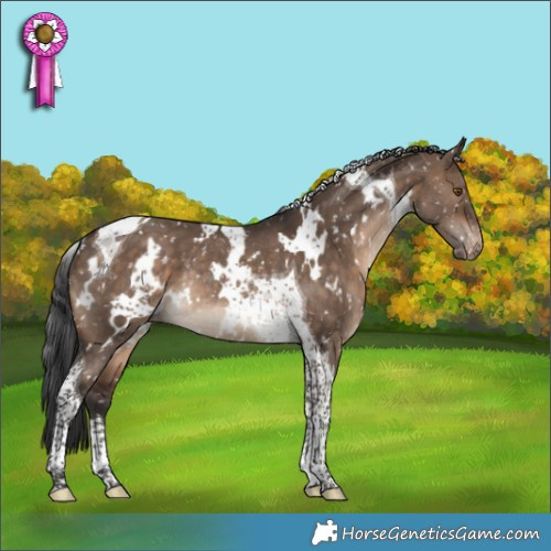 Horse Color:White Spotted Brown Dun Tobiano Appaloosa Rabicano