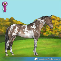 Horse Color:White Spotted Brown Dun Tobiano Snowflake Varnish Rabicano