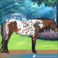 Horse Color:Bay Skewed LP Spotted 