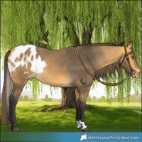 Horse Color:Buckskin Skewed LP Spotted