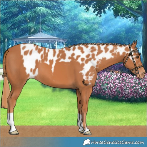Horse Color:Chestnut Skewed LP Spotted