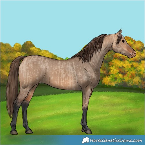 Horse Color:Bay Dun Appaloosa and Bay Dun Appaloosa