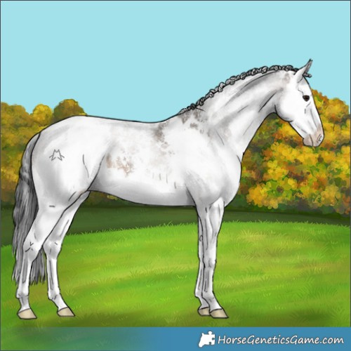 Horse Color:White Spotted Brown Dun Sabino Splash