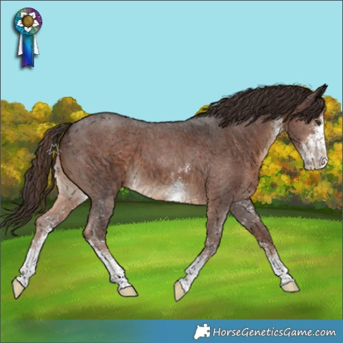 Horse Color:Liver Chestnut Sabino 