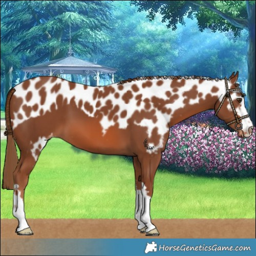 Horse Color:Chestnut Skewed LP Spotted 