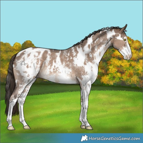 Horse Color:White Spotted Liver Red Dun Sabino Appaloosa 