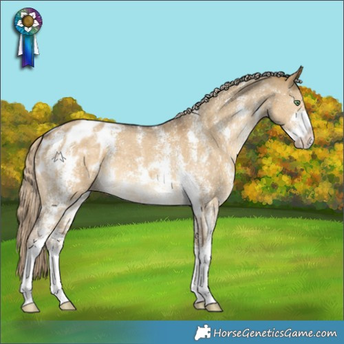 Horse Color:Chocolate Palomino Dun Sabino Appaloosa
